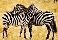 DOBRODRUŽSTVO V DIVOKEJ AFRIKE /5.+6. časť/